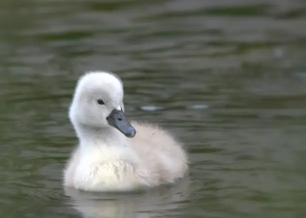Little duckling swimming in a pond
