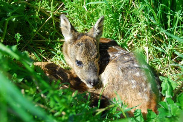 Le petit cerf se repose dans l'herbe - Photo