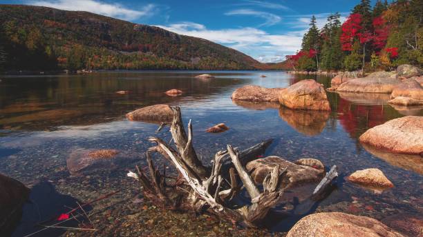 istock Lonely snag on a rocky shore 1189122142