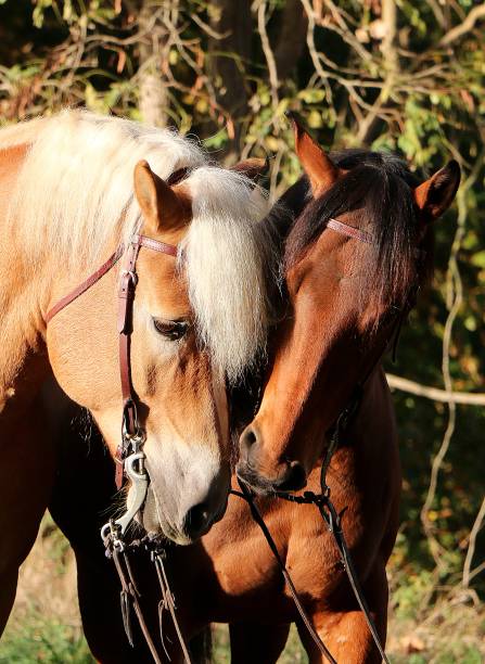 istock 2 horses cuddle with their heads together in the forest 1189122729