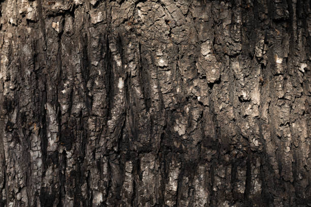 Free picture: wood, tree bark, nature, texture, tree, shadow, material ...
