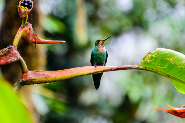 istock Hummingbird on tropical flower 1189124741