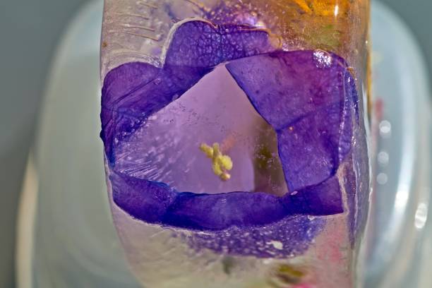 istock Frozen flowers in an ice cube.Ice texture.Ice with flowers.Abstract floral background. 1189126588
