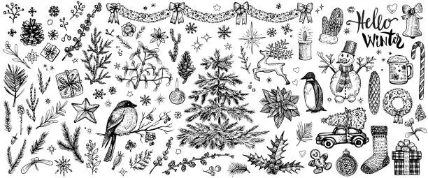 Vector illustration of Winter hand drawn sketches. Vector vintage Christmas plants and symbols.