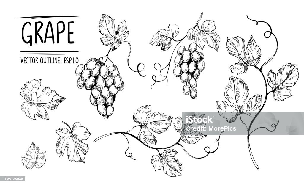 Décrivez les raisins, les feuilles, les baies. Croquis dessiné à la main converti en vecteur. Isoler sur le fond blanc. - clipart vectoriel de Plante grimpante et vigne libre de droits
