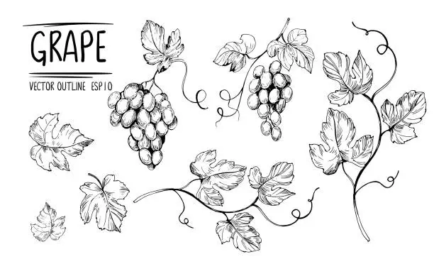 Vector illustration of Outline grapes, leaves, berries. Hand drawn sketch converted to vector. Isolated on white background.