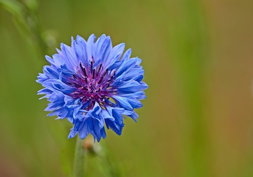 the Bachelors Button centaurea cyanus - Cornflowersmedicinical plant