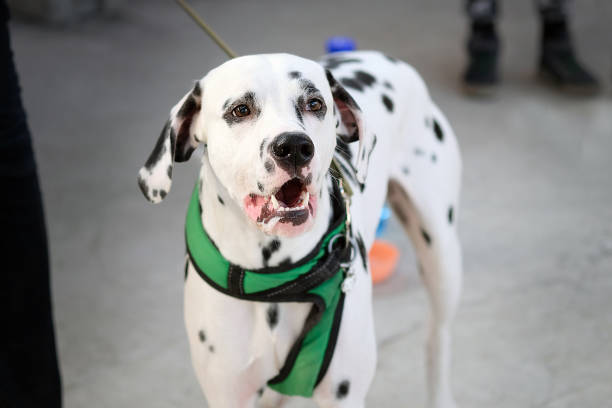 istock Dalmatian with open mouth close-up. 1189128223