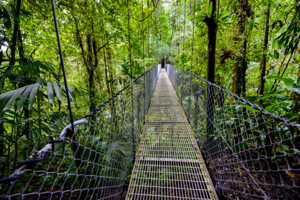Hanging bridge through rainforest canopy Hanging bridge through rainforest canopy in the Arenal Volcano region in Costa Rica ecological reserve photos stock pictures, royalty-free photos & images