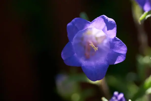 Cobaea scandens in a Garden, monastery bells, cathedral bells, cup-and-saucer wine.