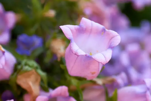 Cobaea scandens in a Garden, monastery bells, cathedral bells, cup-and-saucer wine.