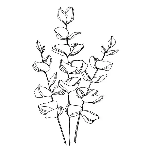 Vector illustration of Vector Eucalyptus branch. Black and white engraved ink art. Isolated eucaliptus illustration element.