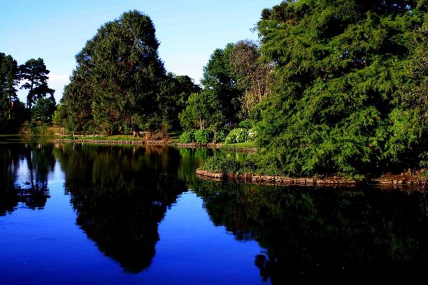istock Mighty crowns of green trees by the lake 1189129934
