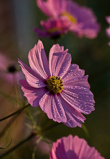 istock Morning dew froze on a purple flower 1189129986