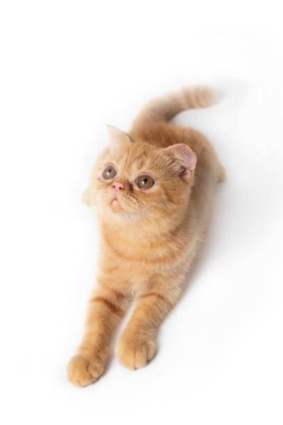 istock Squat scottish fold cat looking above to find something on white background. 1189130723