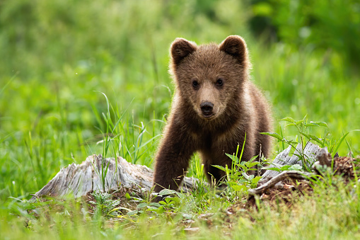 Portrait of brown bear, ursus arctos, in its natural habitat. A defenseless baby bear standing on the meadow without his mother and looking innocently into the camera.