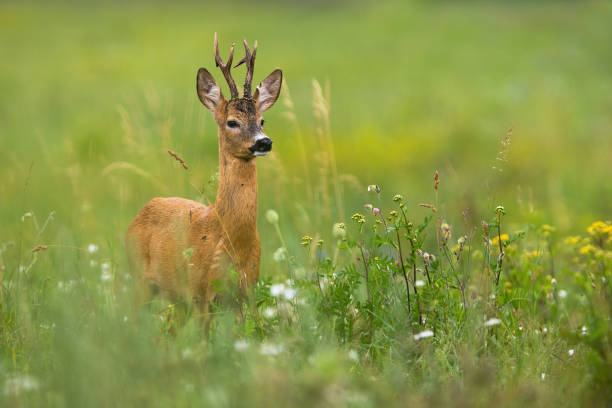 istock Elegant roe deer standing on a blooming meadow with flower in summer 1189132013