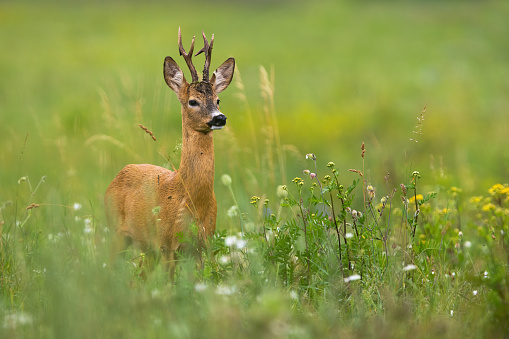 Elegant roe deer, capreolus capreolus, buck standing on a blooming meadow with flower in summer. Male deer with antlers looking aside with copy space. Wild animal in nature.