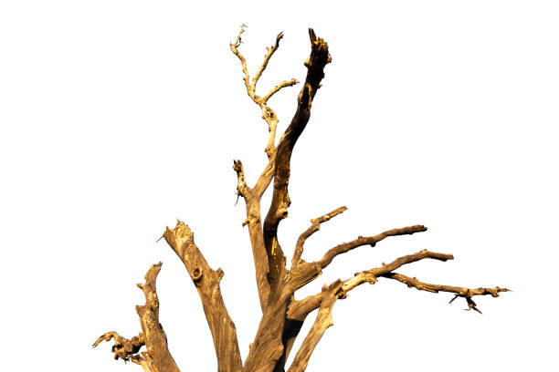 istock Old and dead tree branch isolated on white background. 1189133758
