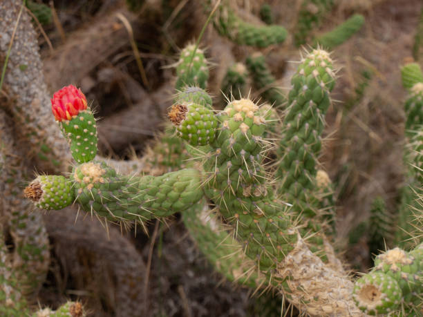 istock cactus with spikes and red flower 1189134602