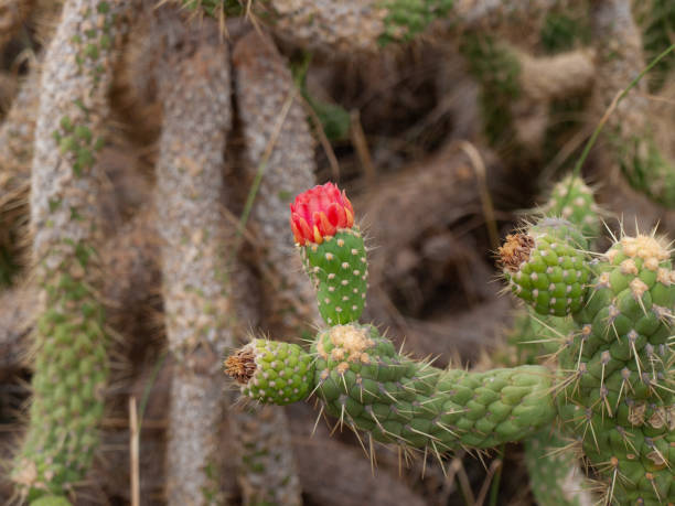 istock cactus with spikes and red flower 1189134604