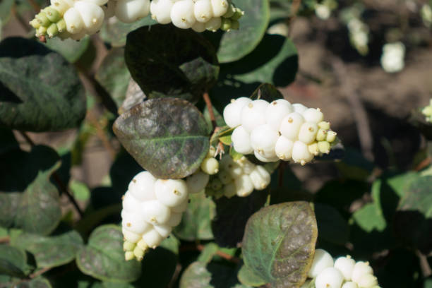istock Spherical white berries of Symphoricarpos albus in September 1189134785