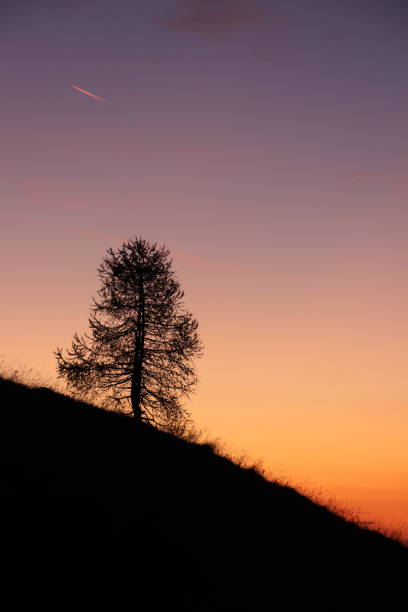 istock Lonely tree and sunrise in Bohinj mountains 1189135078