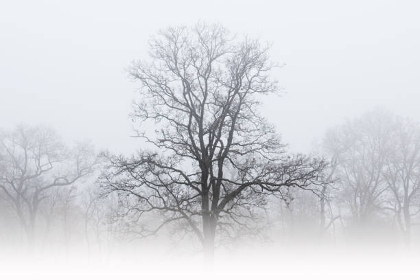 istock Bare Trees in Winter Fog 1189135852