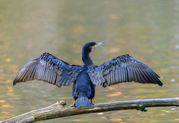 cormorano - great black cormorant foto e immagini stock