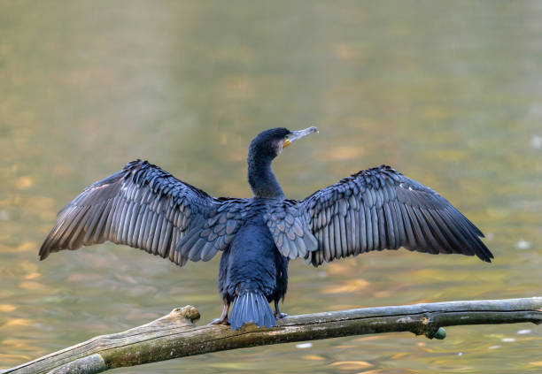 オオウミウシ - great black cormorant ストックフォトと画像