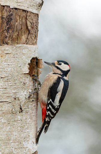 Vertical image of a great spotted woodpecker perching against the trunk of a birch tree while looking back. The background is blurred and contains green leaves.