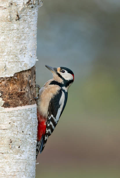 istock Male great spotted woodpecker 1189136390