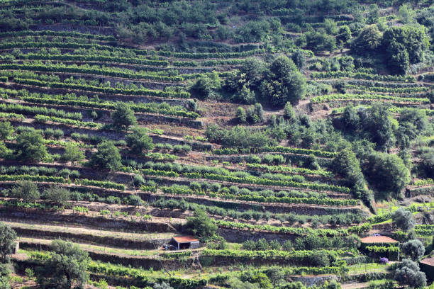 istock Terraced vineyard on banks of River Douro 1189136613