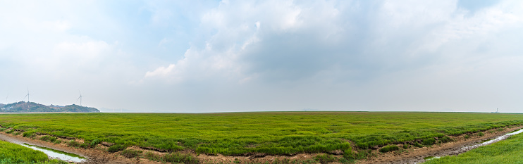 a green meadow