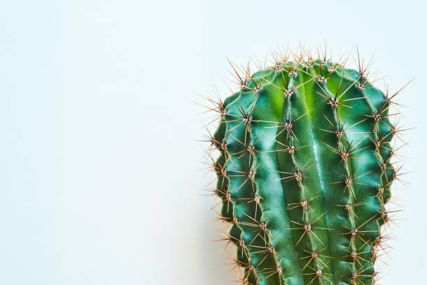 istock Green cactus Summer style. Artistic Design. Yellow background 1189136991