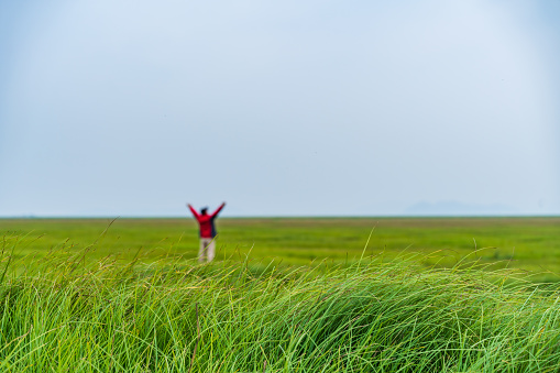 a green meadow