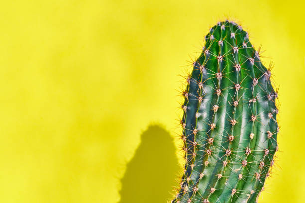 istock Green cactus Summer style. Artistic Design. Yellow background 1189137270