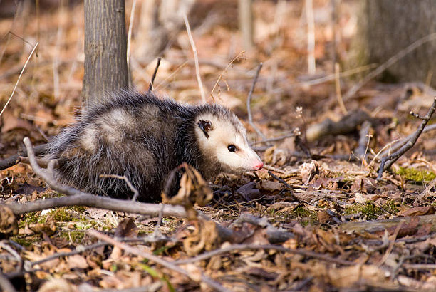 istock Possum in the Woods 118913758