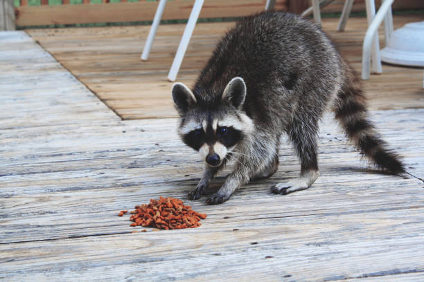 istock Raccoon cub in a funny pose 1189138230