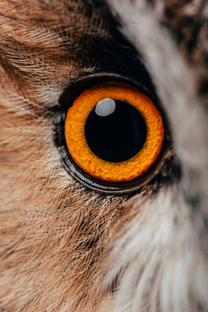 istock close up view of wild owl bright eye 1189138239