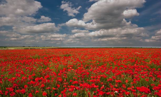 istock Red flowers are especially beautiful today 1189138350