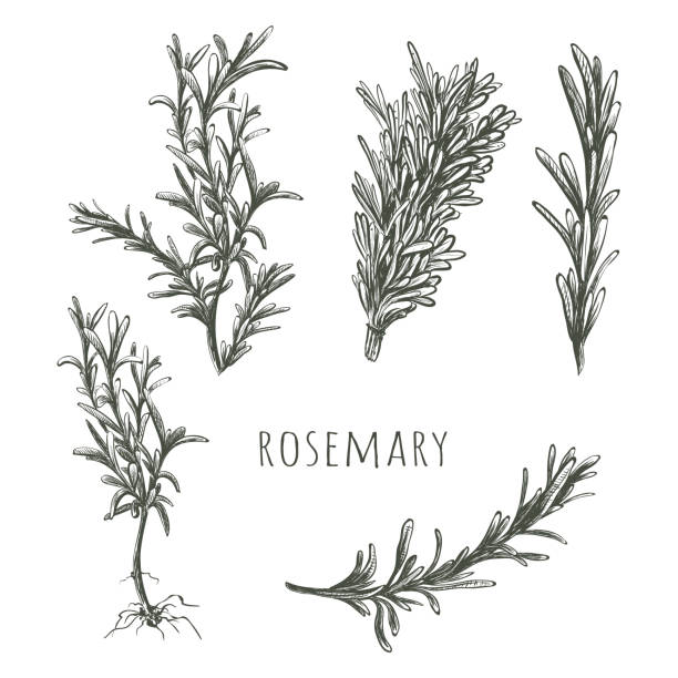 illustrazioni stock, clip art, cartoni animati e icone di tendenza di illustrazione vettoriale dello schizzo di rosemary. - rosemary