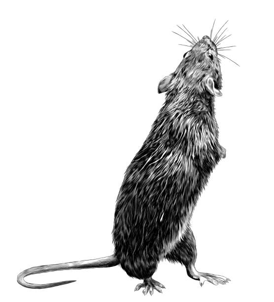 mouse stands tall on its hind legs and looks back mouse stands tall on its hind legs and looks back, sketch vector graphics monochrome illustration on white background rat stock illustrations