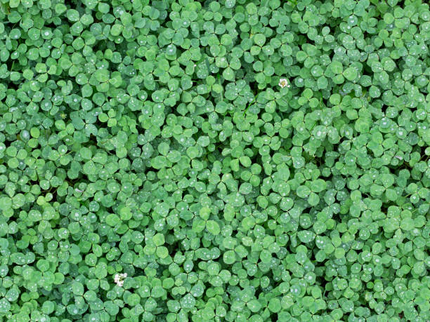 istock Wild green clover leaves background. Photo texture 1189141479