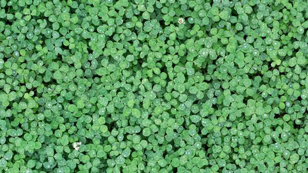 istock Wild green clover leaves background. Photo texture 1189141483