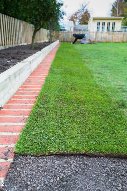 istock New grass turf being installed in a garden along new brick edging. 1189141499