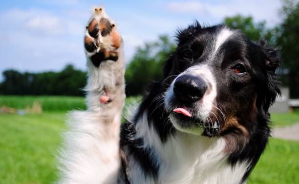 istock Smart dog greets us with a paw 1189141541