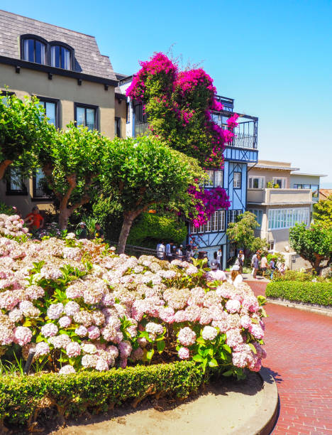 vizinhança floral da rua de lombard em san francisco - lombard street city urban scene city life - fotografias e filmes do acervo