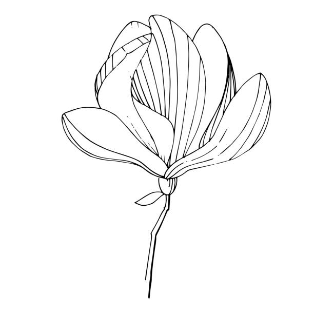 ilustraciones, imágenes clip art, dibujos animados e iconos de stock de flor botánica floral de magnolia vectorial. arte de tinta grabada en blanco y negro. elemento de ilustración de magnolia aislado. - tree magnolia vibrant color close up