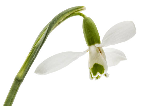 istock Flower of snowdrop isolated on white background 1189144521